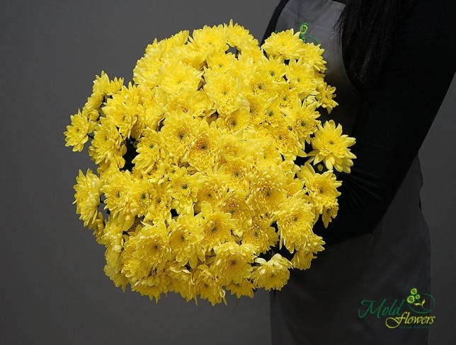 Crizantema galbena foto